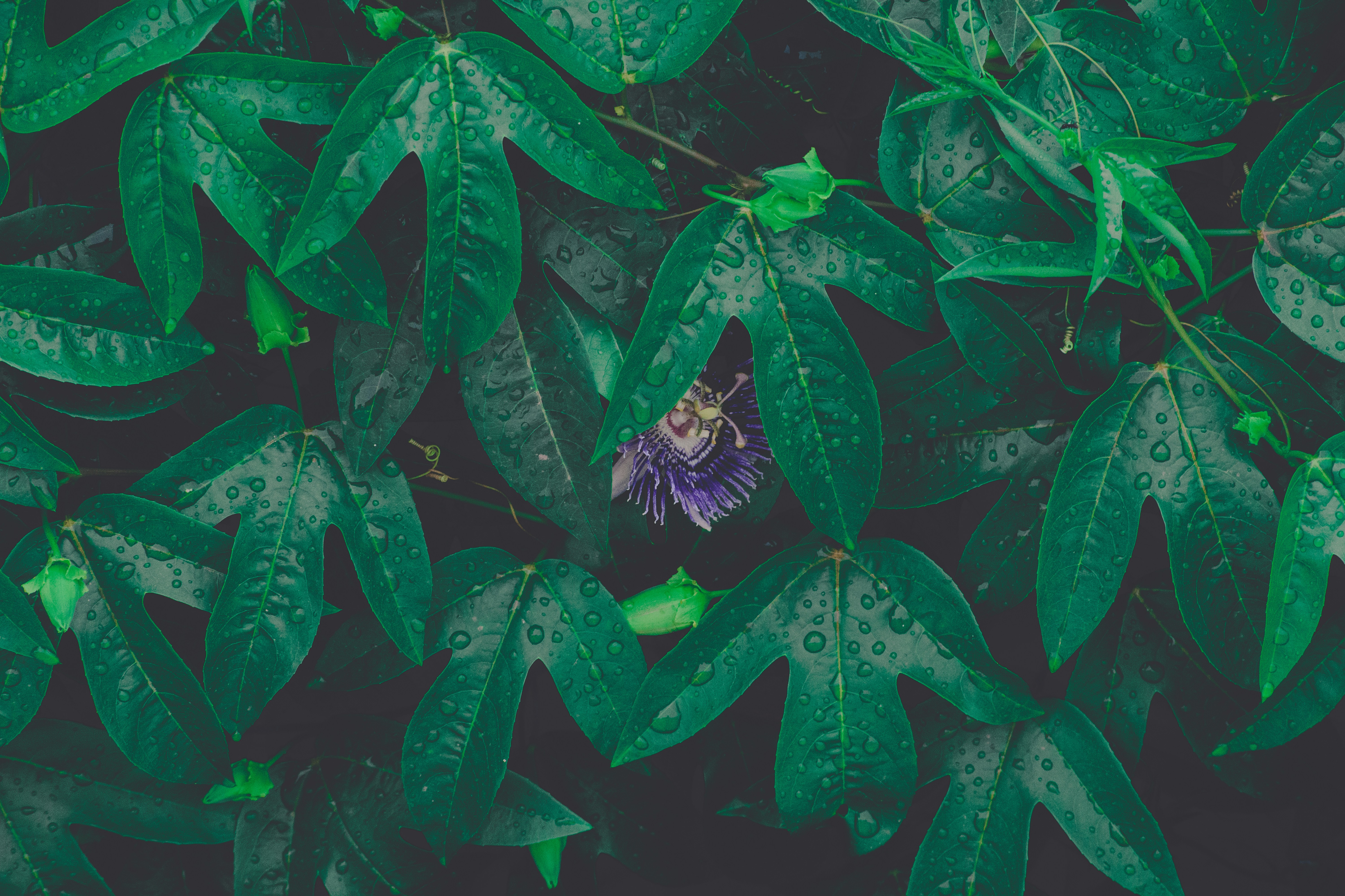 What Is a Stealth Startup and Why Do Companies Use It?